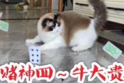 娱乐吃猫瓜,揭秘“吃猫瓜”背后的故事与真相